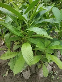 Platone Elephant Creeper plant Elephant Apple-thumb1