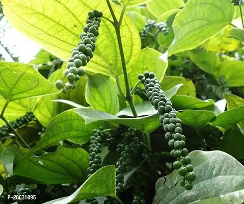 Platone Black Pepper Plant Plants 413