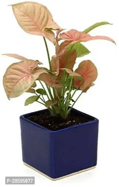 Platone Money Plant Pink Syngonium Plant,Money Plant