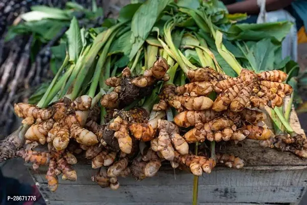 Platone Turmeric Plant Turmeric, Haldi Plant,-thumb0