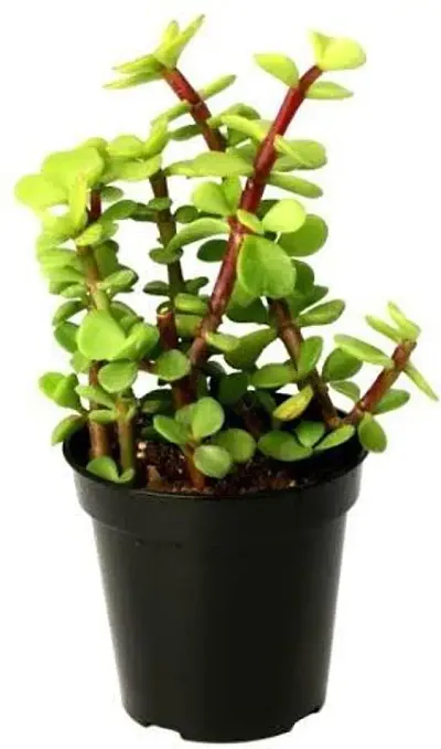 Limited Stock!! Plant & Planters 