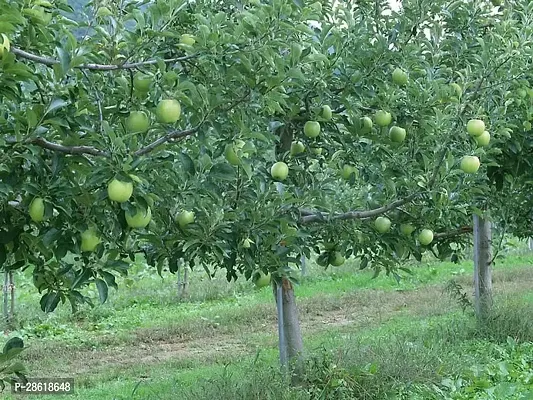 Platone Apple Plant Green Apple Planta13-thumb0