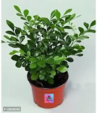 Platone Madhu Kamini Plant Murraya Paniculata Dwarf