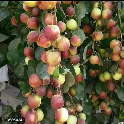 Platone Apple Plant KO1-thumb0