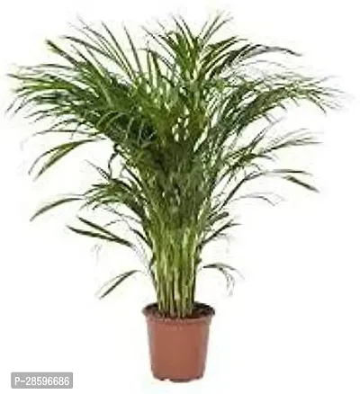 Platone Areca Palm Areca_2