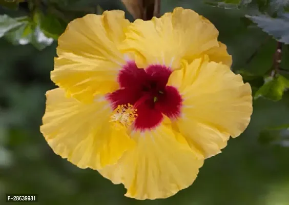 Platone Hibiscus Plant Hibiscus Joba Yellow in Colour Live Plant Disha-131