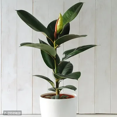 Platone Rubber Tree Rubber Plant Ra 01-thumb0