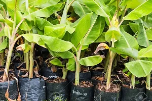 Best Banana Plant-thumb1