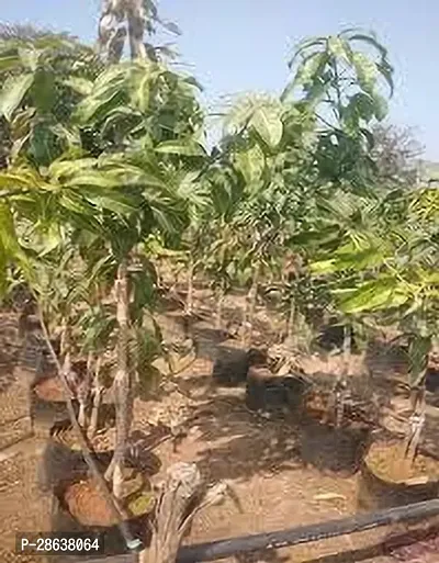 Platone Mango Plant Mango hhj plant-thumb2