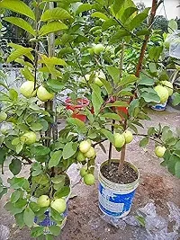 Platone Guava Plant GUAVA PLANT P0987-thumb2