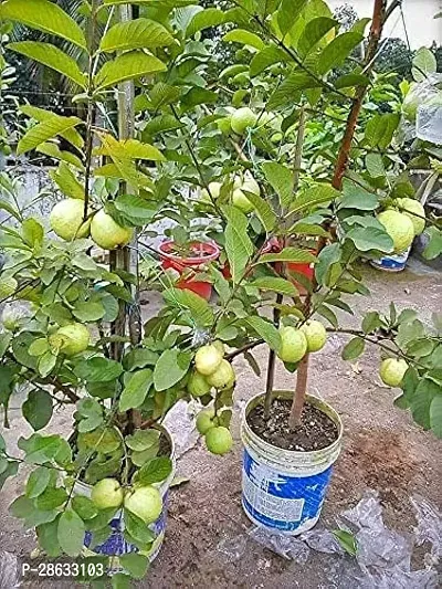 Platone Guava Plant GUAVA PLANT P0987-thumb3