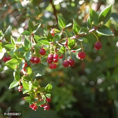 Platone Guava Plant GSDLANTOJ_1519-thumb0