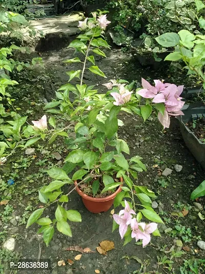 Platone Baugainvillea Plant Bougainvillea Plant CF000169