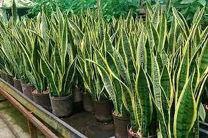 Platone Snake Plant SNAKE PLANT O55-thumb2