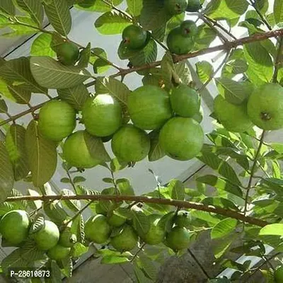 Platone Guava Plant 346