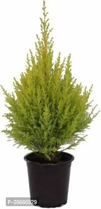 Platone PlatycladusMorpankhi Plant PlatycladusMorpankhi Plant With Pot-thumb0