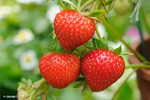 Platone Strawberry Plant Strawberry fruit live plant-thumb0