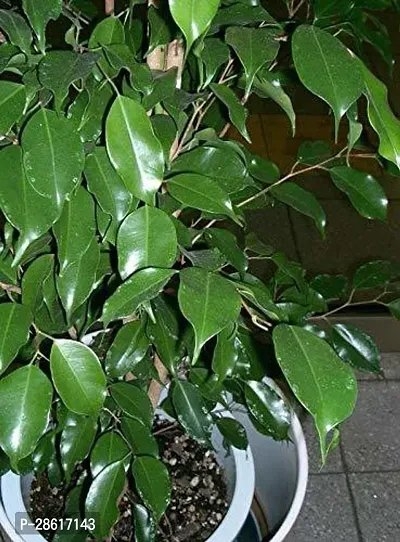 Platone Ficus Plant 97