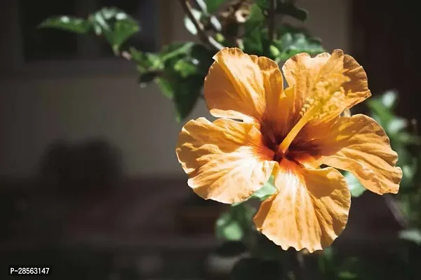 Platone Hibiscus Plant Hibiscus Yellow Plant CF70030