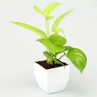 Platone Money Plant money plant 790-thumb2