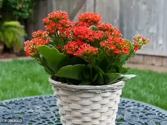 Platone Kalanchoe Plant RSP_788