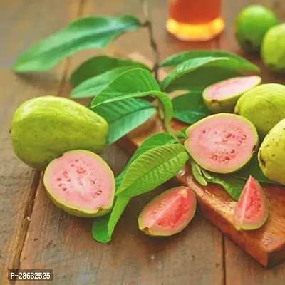 Platone Guava Plant SFT9