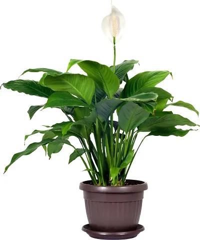 Hot Selling Plant & Planters 