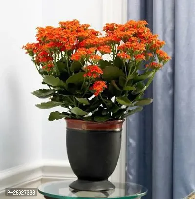 Platone Kalanchoe Plant kalanchoe 01021