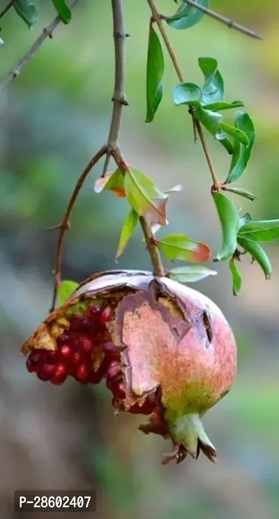 Platone Pomegranate Plant Live Anar plant, pomegranate live plant, Bedana gach-thumb0