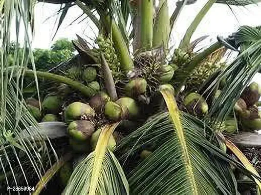 Platone Coconut Plant HYBRID COCONUT 4422-thumb2