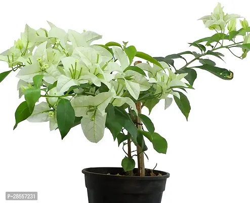 Platone Baugainvillea Plant AaravBOUGAIN62-thumb3