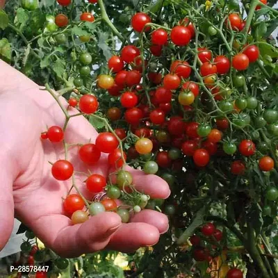 Platone Tomato Plant tamatar15-thumb0