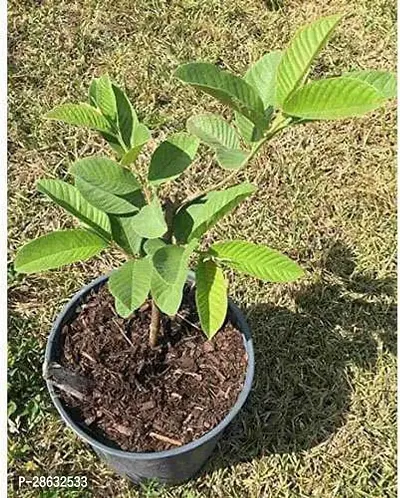 Platone Guava Plant Thailand guava plant-thumb0