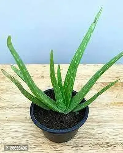 Platone Aloe Vera Plant Aloe Vera Plant 003