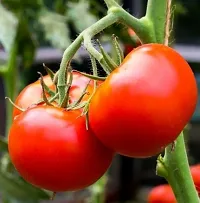 Platone Tomato Plant GC-hybrid live Tomato plant-thumb2