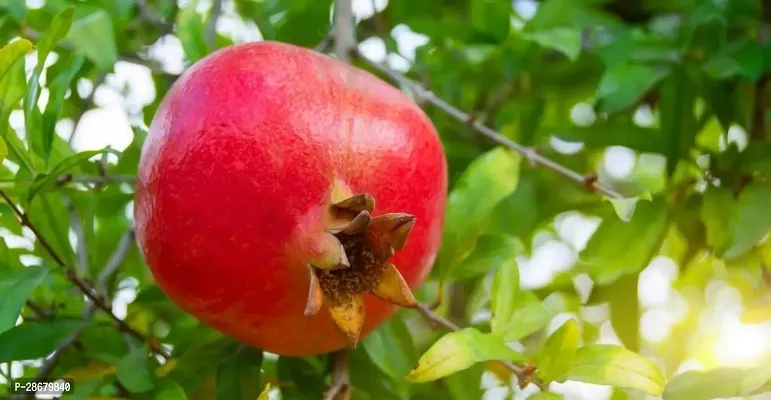 Platone Pomegranate Plant POMEGRANATEBEDANA PLANT-P33