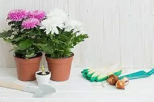 Platone Chrysanthemums Guldavari Plant CHANDRAMALLIKA O76-thumb2