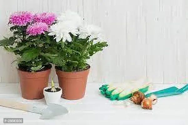 Platone Chrysanthemums Guldavari Plant CHANDRAMALLIKA O76-thumb3