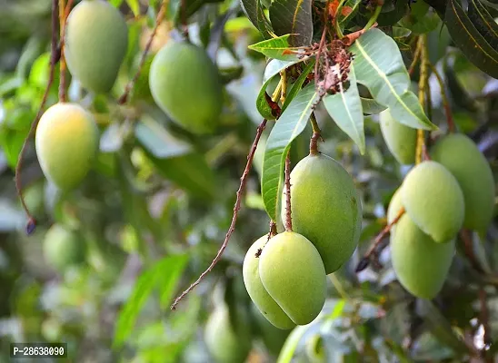 Platone Mango Plant Sweet Mango Plant (01)-thumb0