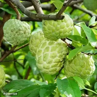 Platone Custard Apple Plant NJKH-thumb0