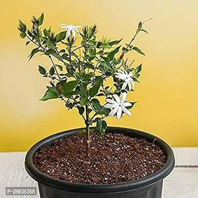 Platone Jasmine Plant Kunda white Downy Jasmine fragrance flower plant from plants valleys