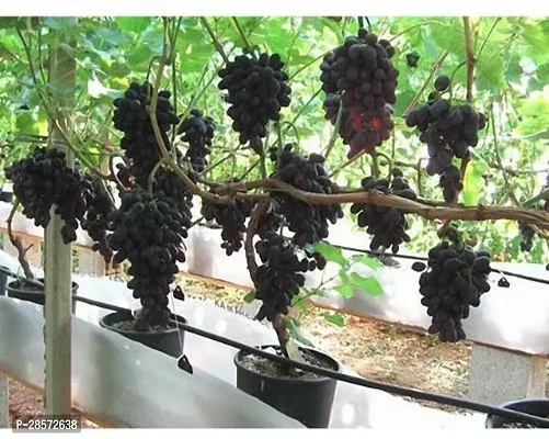 Platone Grapes Plant ASD-PLS-487 n-thumb0