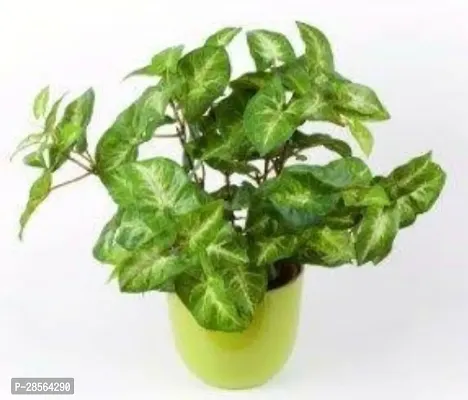 Platone Plants Live Syngonium Variegated Air Purifier Lucky Plant With Pot syn_15