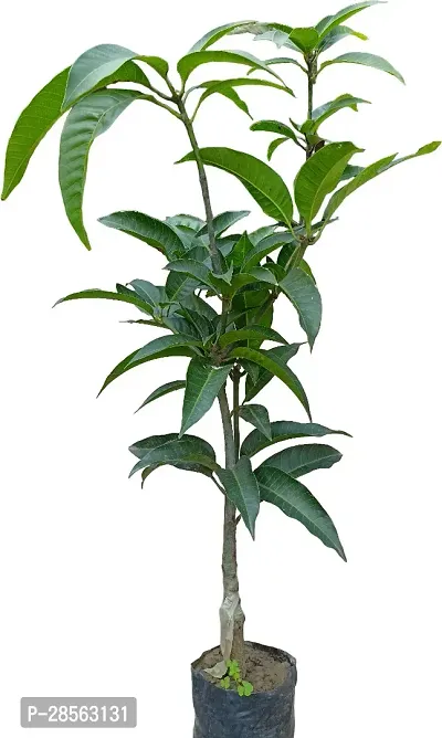 Platone Mango Plant JAPANESE ALLTIME MANGO PLANT-J44-thumb2