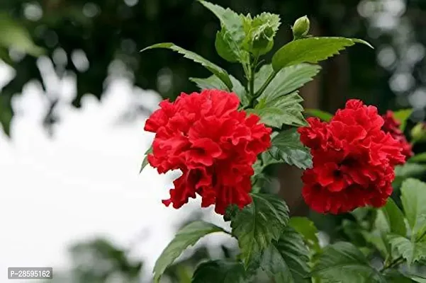 Platone Hibiscus Plant as77