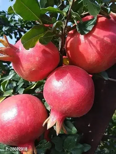 Platone Pomegranate Plant Pomegranate Plant 0121