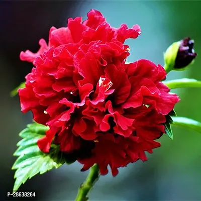 Platone Hibiscus Gudhal Flower Plant HIBISCUS GUDHAL FLOWER PLANT