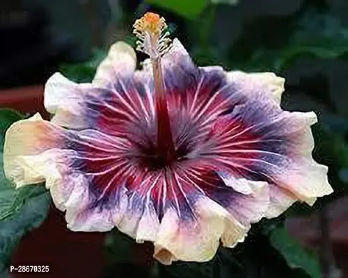 Platone Hibiscus Plant hibicus-thumb0