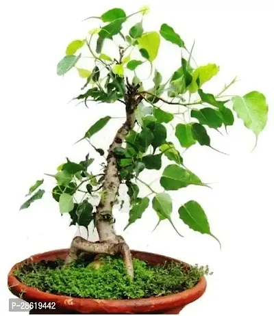 Platone Ficus Plant Peepal-Ficus religiosa Pre Bonsai Plant-thumb0