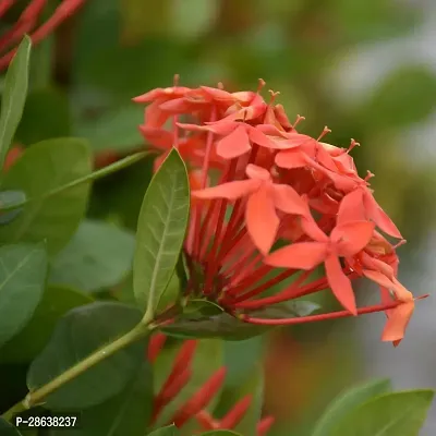 Platone Trothic IxoraChethi Plant Trothic Ixora Chethi Red Plant Live Flower Disha-999238